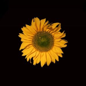 Meet your Posher, Bibi